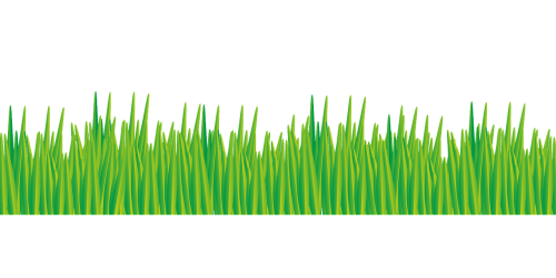 grass meadow polyana