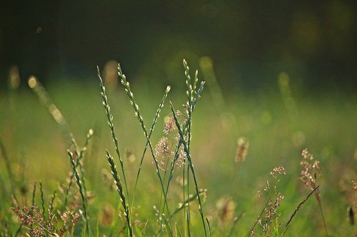 grass  morgenstimmung  plant