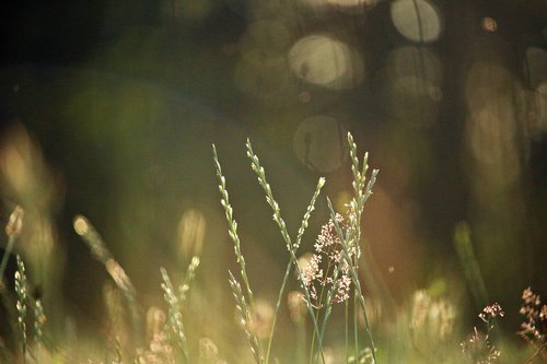 grass  blade of grass  morgenstimmung