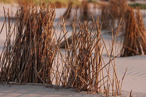 grass  halme  reed