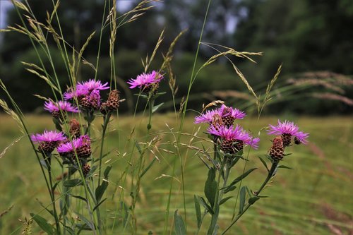grass  thistles  meadow