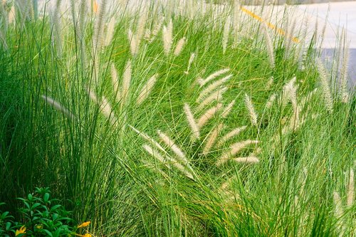 grass  flowering grass  spring