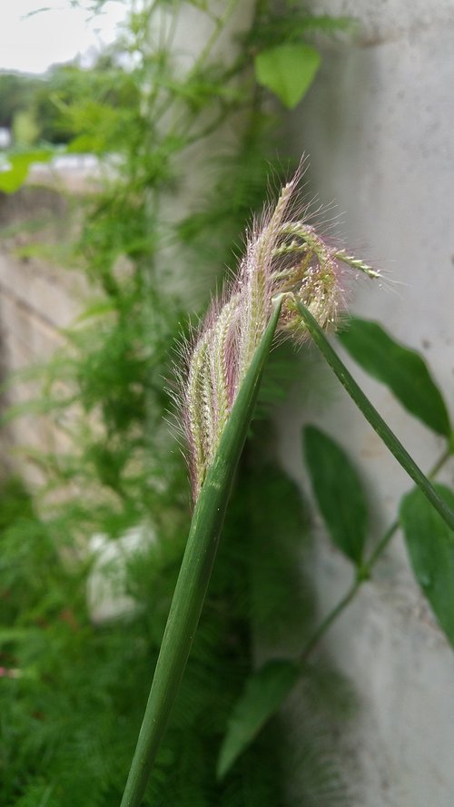 grass  nature  seeds