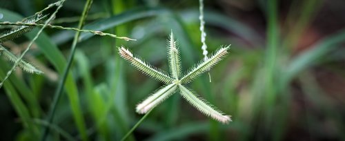 grass  wild flower  seeds