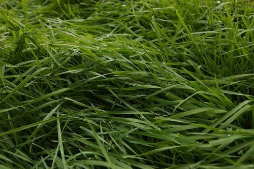 grass  field  green