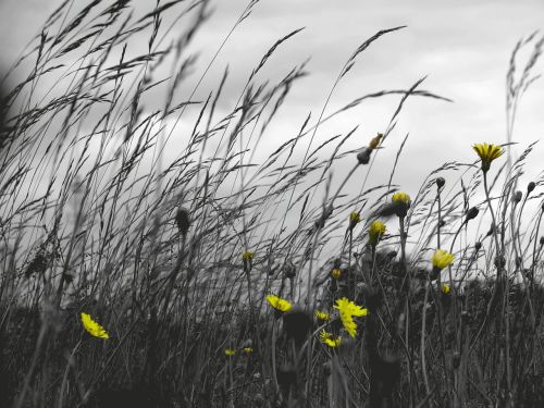 grass field windy