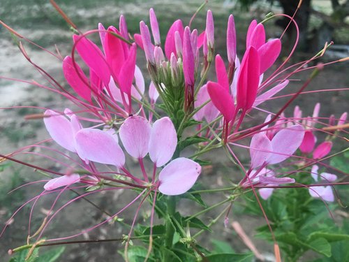 grass  nature  flowers