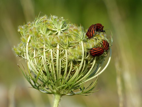 grass  wild  insects