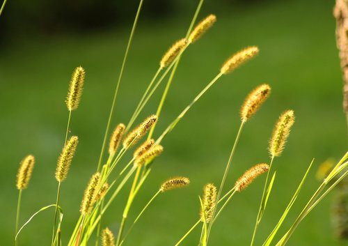 grass  summer  nature