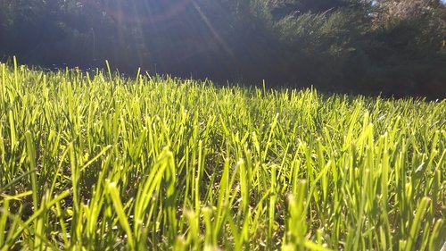 grass  nature  green