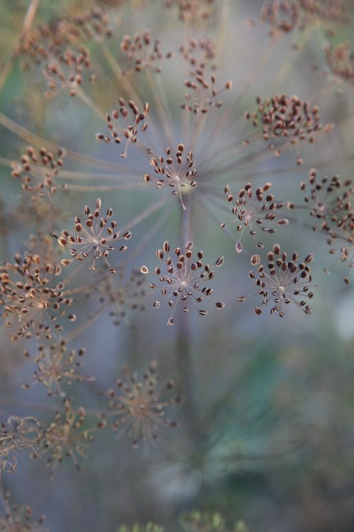 grass  nature  dill