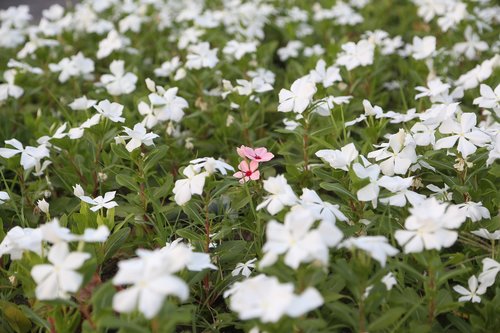 grass  flowers  flower