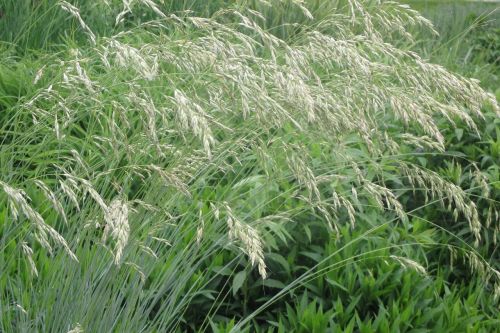 grass wildflowers