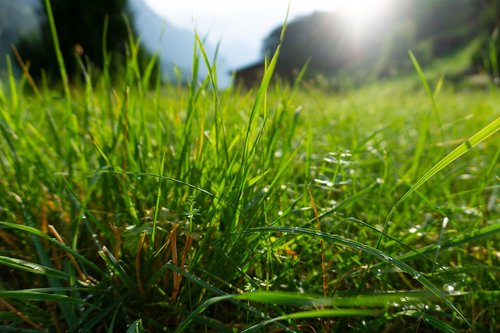 grass  sun  switzerland