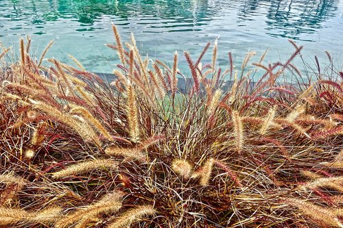 grass  reeds  lake
