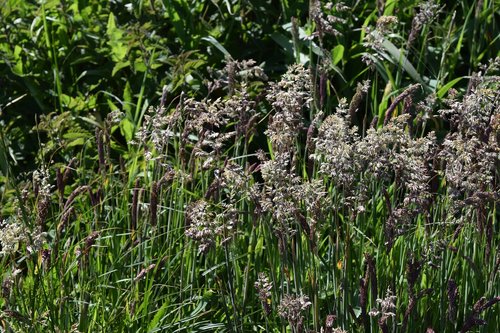 grass  grasses  nature