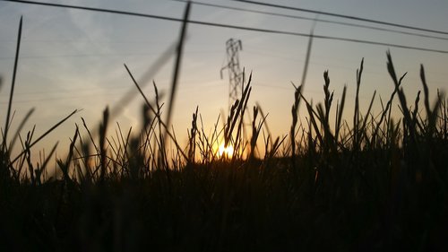 grass  sunset  sky