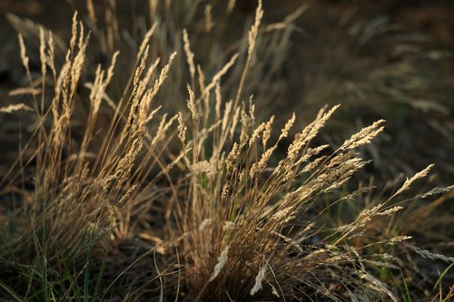 grass  meadow  autumn