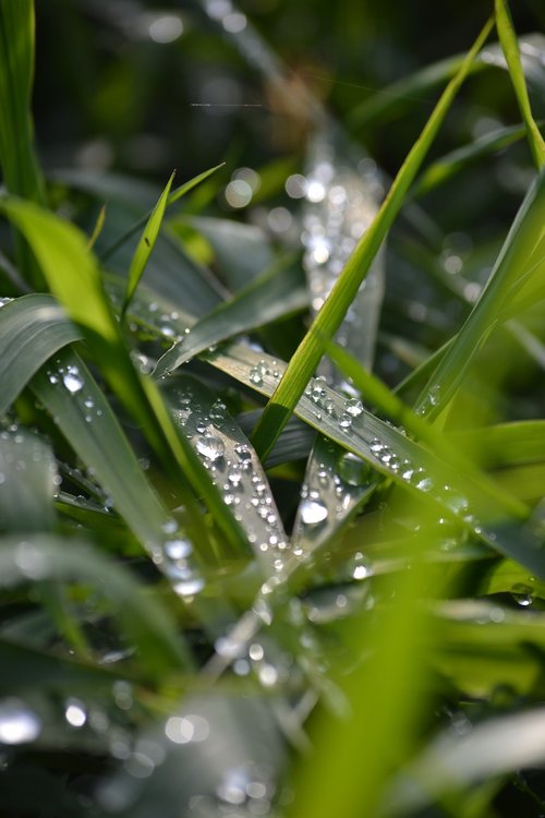 grass  raindrop  plant