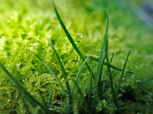 grass  moss  raindrops
