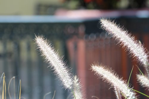 grass  dry grass  plant