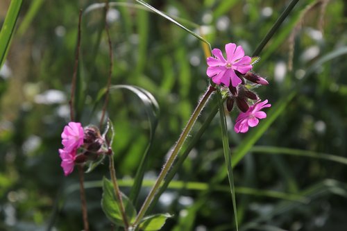 grass  alpine  flower