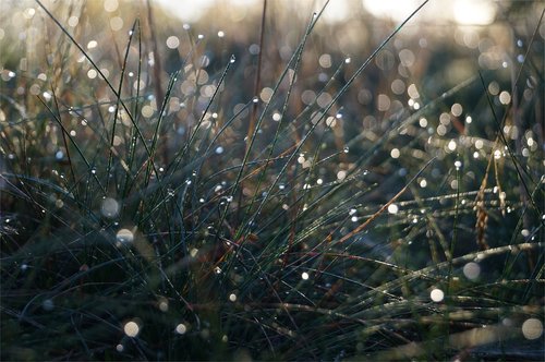 grass  drip  meadow