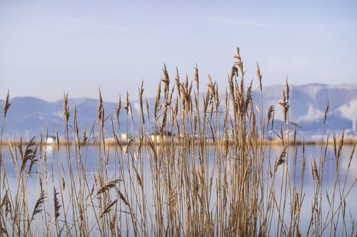 grass  bay  reeds