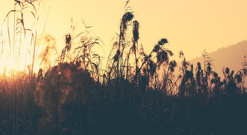 grass  sunset  nature