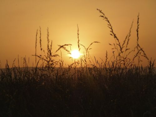 grass sun nature