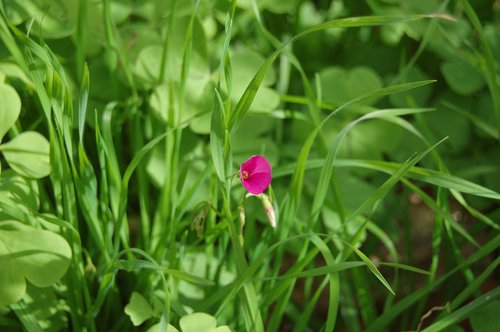 grass  plant  flower
