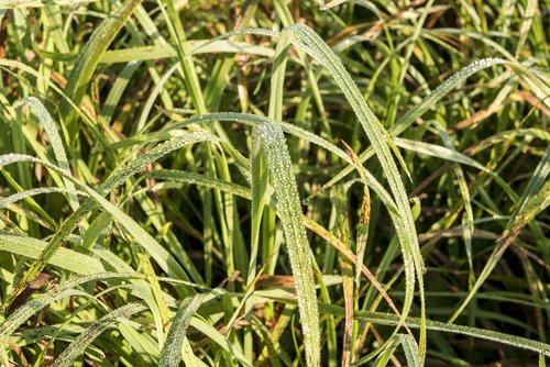 grass  drop of water  summer