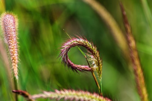 grass  weed  plant