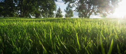 grass  wood  nature