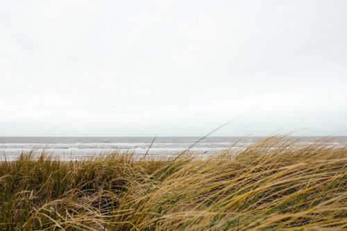 grass beach ocean