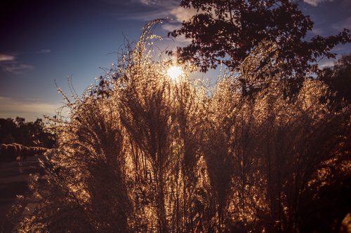 grass  sunset  nature