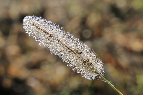 grass  water  drops