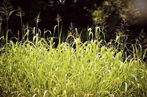 grass grenn summer