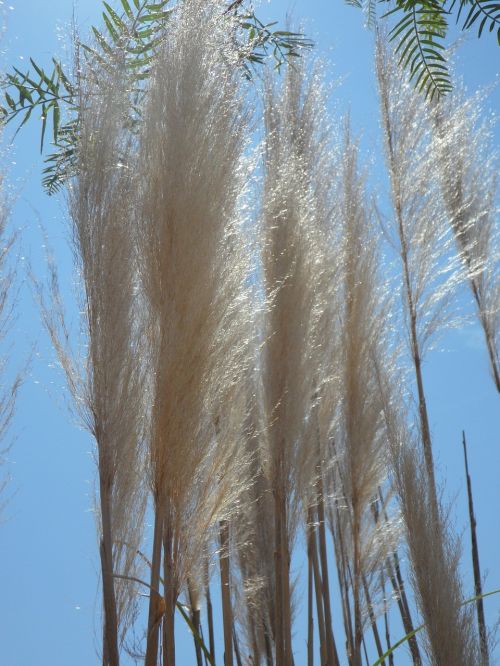 grass reed nature