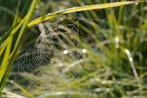 grass  gossamer  webs