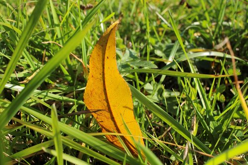 grass  meadow  leaf
