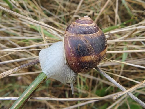 grass  snail  nature