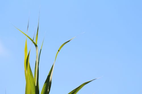 grass grasses nature