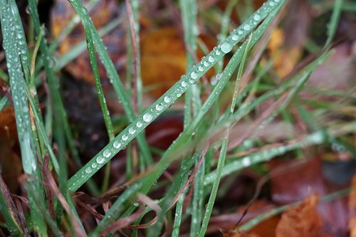grass  droplets  green