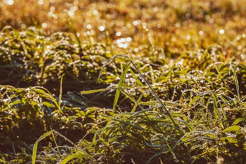 grass  weed  field