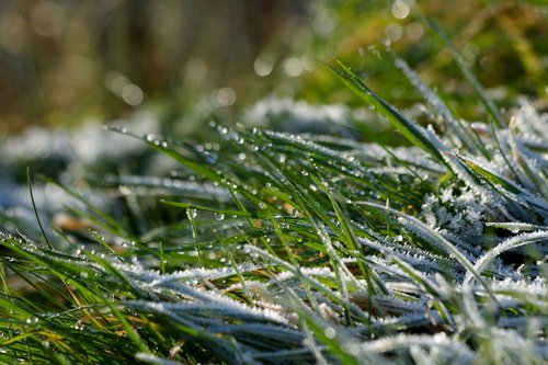 grass  icing  frost