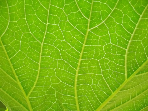 grass  leaf  flower