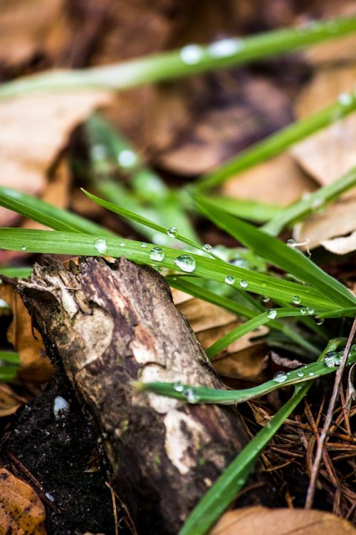 grass wood raindrop