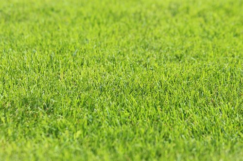 grass  lawn  green grass
