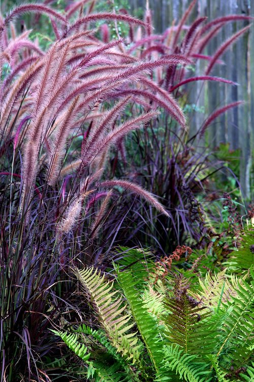 grass  garden  fern